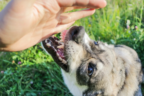 Bitten By A Dog In New York Long Island Dog Bite Lawyers   Bitten By A Dog Take Action Now 